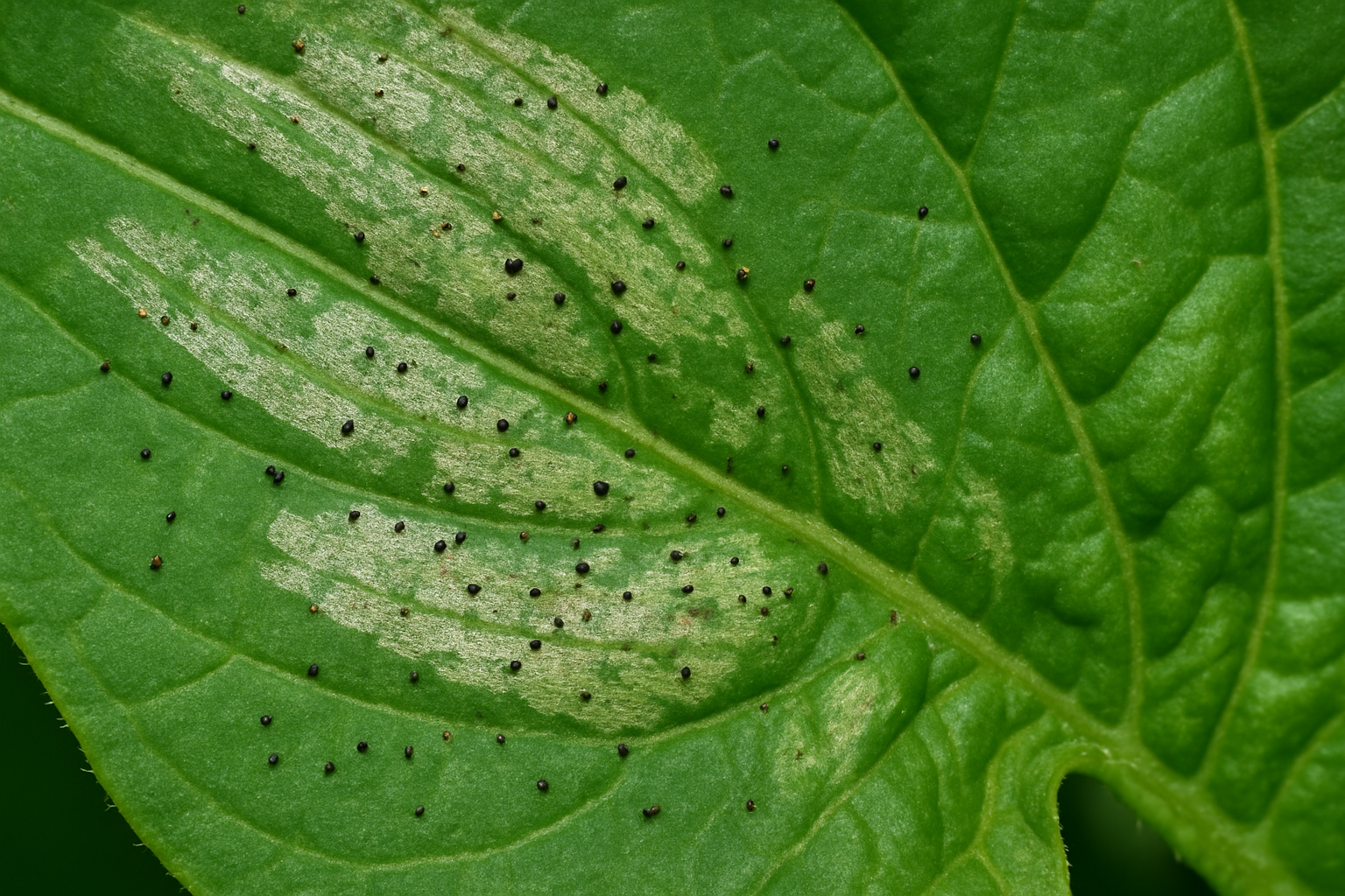 Western Flower Thrips Control Guide