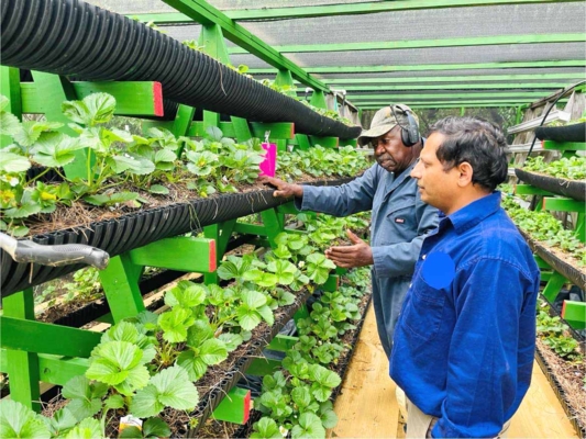 Two people looking at rows of vegetables.