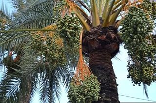 Super Jumbo Medjool Date Fruiting Palm Tree Seeds, 5 Count