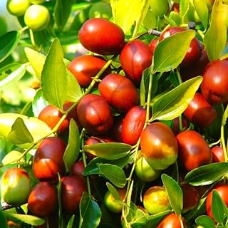 Jujube Tree (Chinese Red Date) Seeds - 15+ Count - for 2025 Planting Ziziphus Jujuba BER Hong Tsao Z