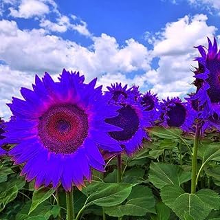GMNP0di% Sunflower Seeds to Plant Purple Sunflower Seeds Ornamental Plant Home Garden Yard Farm Offi