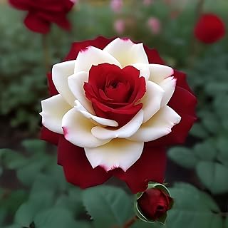 20pcs Rare Twin Red White Rose Flower Seeds for Planting - Captivating Garden Blooms Non GMO Heirloo