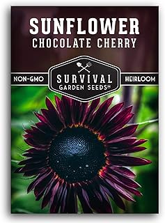 Chocolate Cherry Sunflower Seeds for Planting - Rare Burgundy Black Blooms, 6-7ft Giant Non-GMO Heir