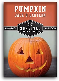 Jack O’ Lantern Pumpkin Seeds for Planting – Grow Non-GMO Heirloom Carving Pumpkins for Fall Harvest