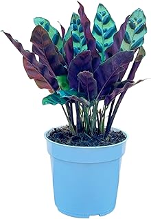 Rattlesnake Calathea Live Plant - Air Purifier, Colorful House Plant, Ideal for Home Decor and Room 