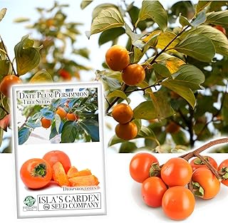 Date Plum Persimmon Tree Seeds (Diospyros Lotus) – 30+ Non-GMO & Heirloom Seeds, Exotic & Rare Fruit
