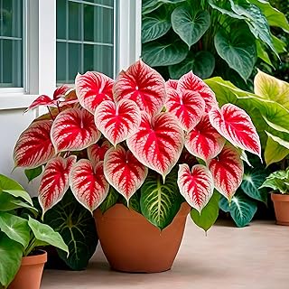6 Crimson Sky Caladium Bulbs for Planting - Perennial Hosta, Elephant Ears, Fancy (6 Bulbs)