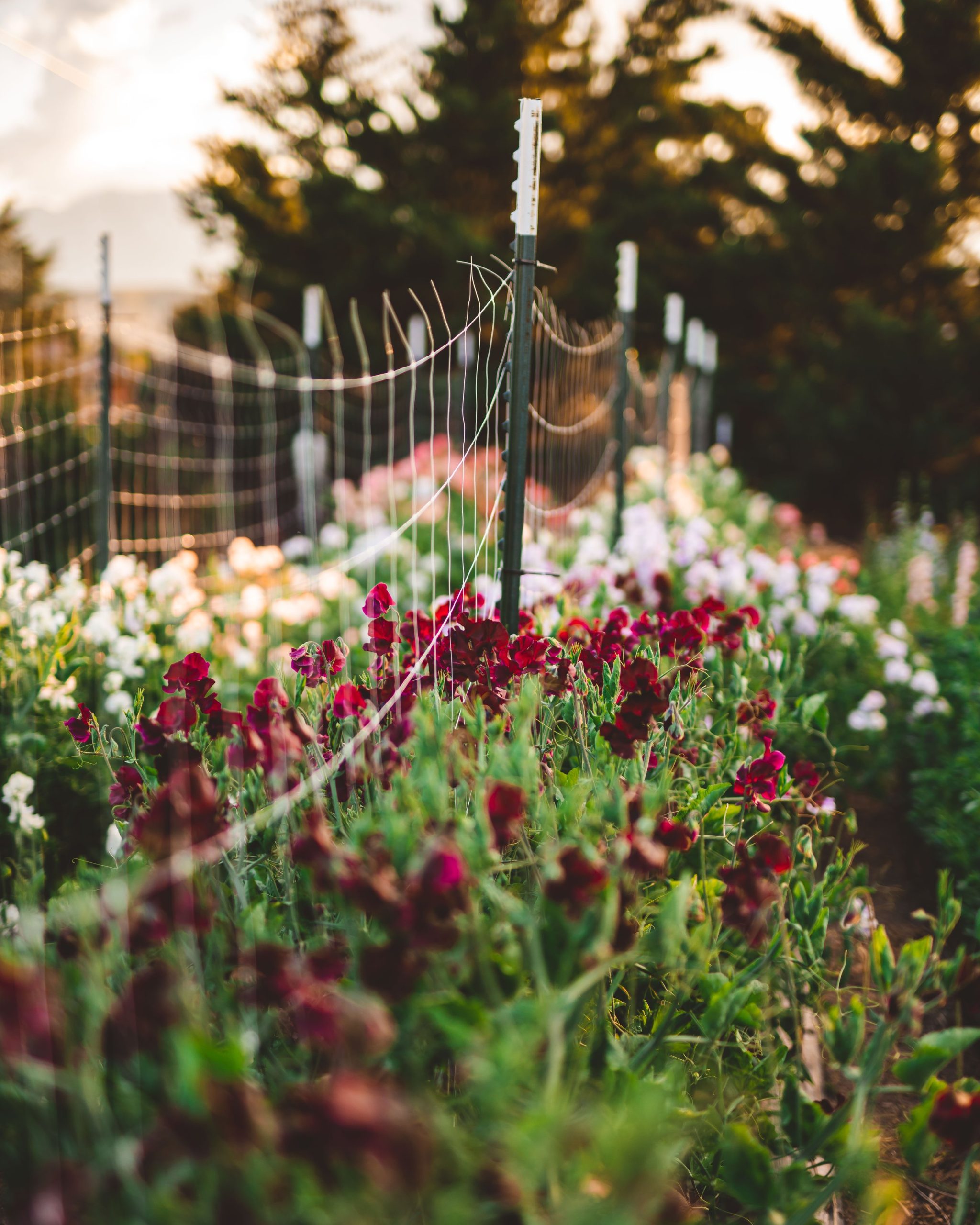 flower farming tips, cultivation techniques, soil preparation, pest management, crop selection - Flower Farming Tips