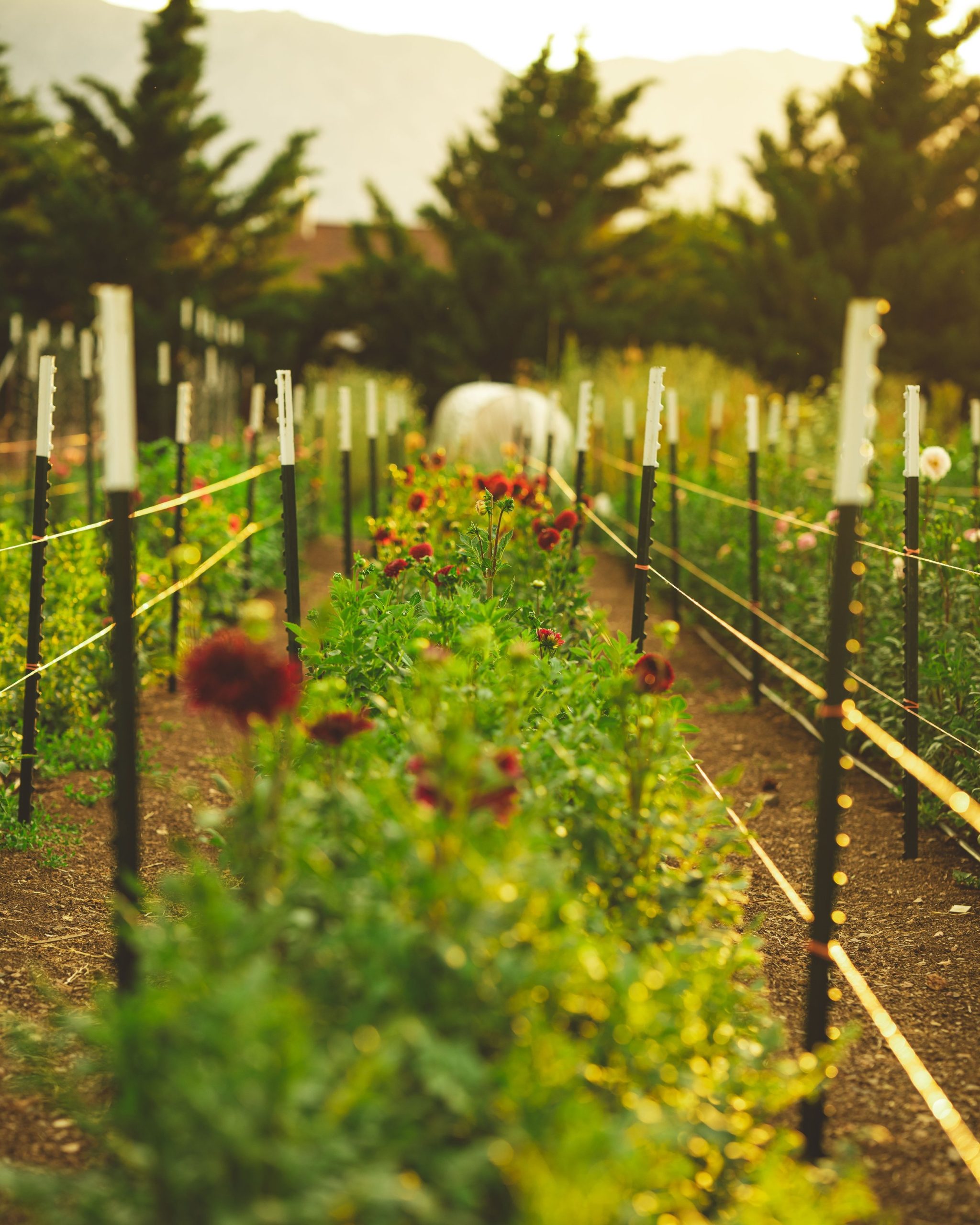 small farming, gardening, micro farming, sustainable agriculture - Flower Arranging & Design