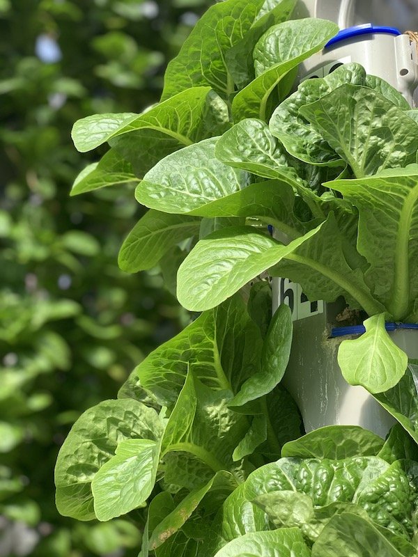 vertical farming, space optimization, hydroponics, aquaponics, indoor farming - Vertical Farming Ideas