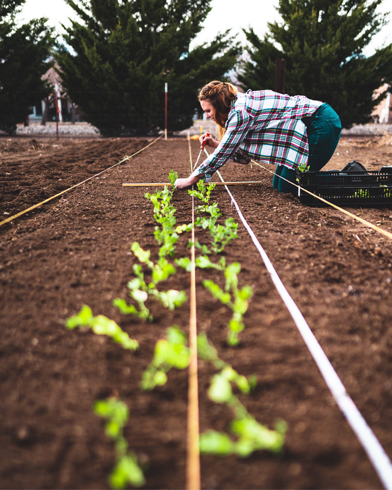 flower farming tips, cultivation techniques, soil preparation, pest management, crop selection - Flower Farming Tips