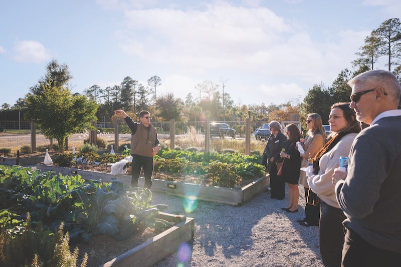 small farming, gardening, micro farming, sustainable agriculture - Flowers and Butterflies