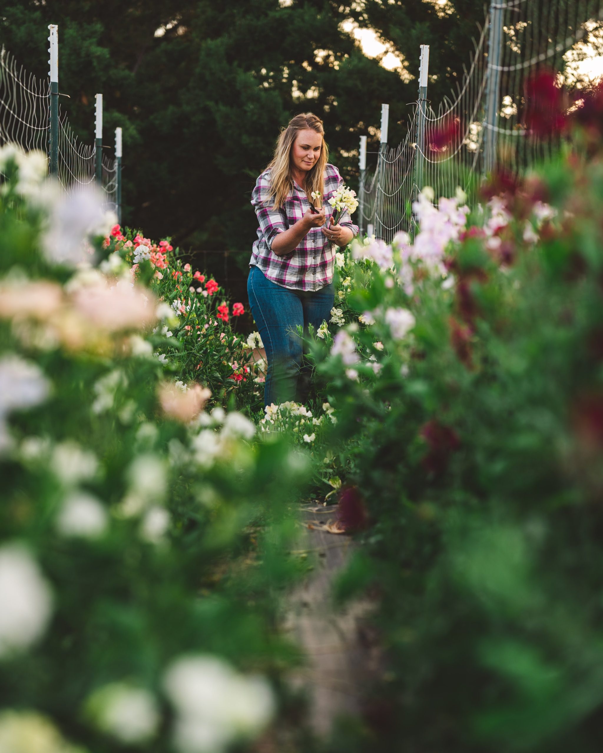 White Sweet Peas-00179.jpg