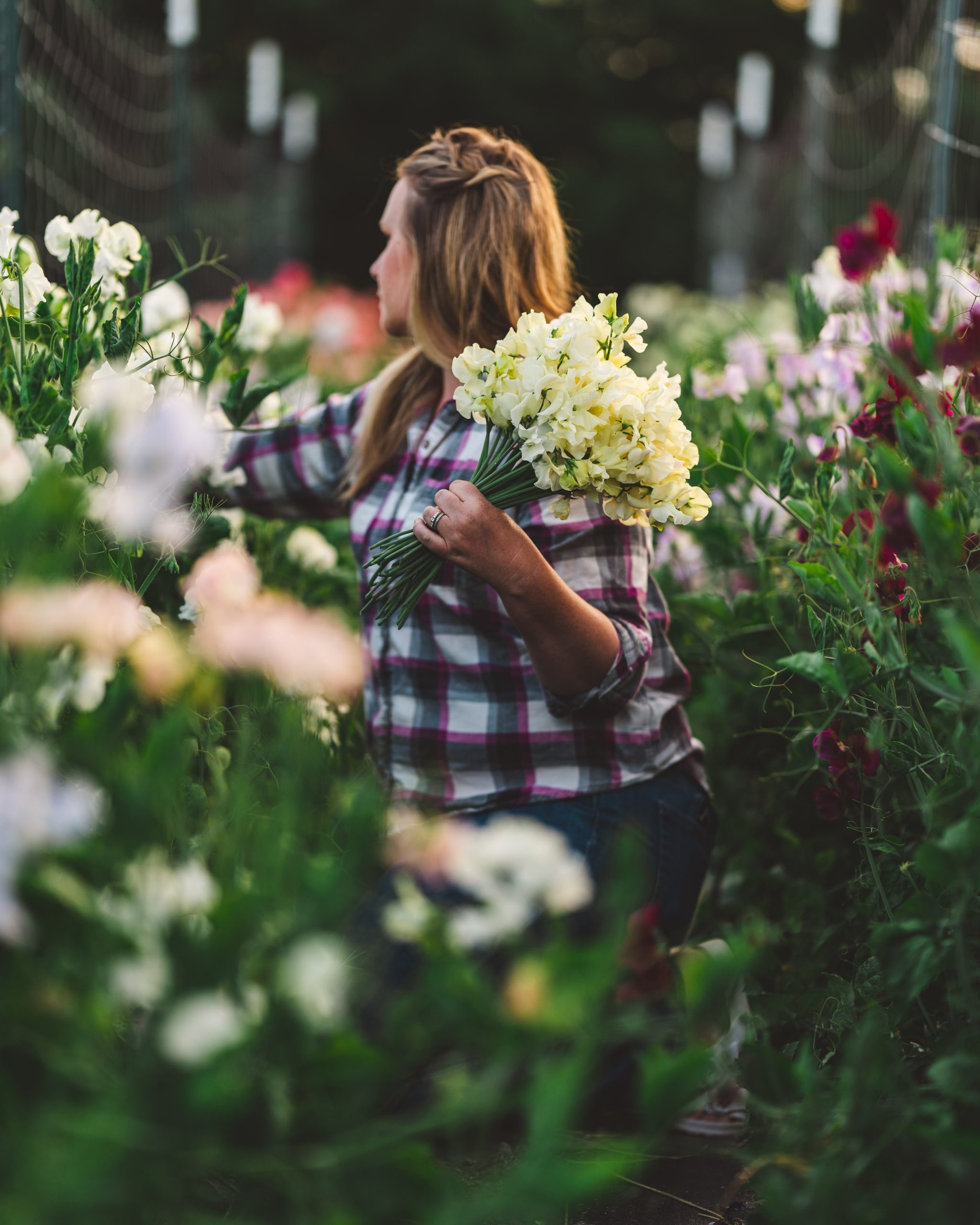 flower farming tips, cultivation techniques, soil preparation, pest management, crop selection - Flower Farming Tips