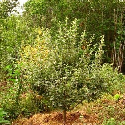 tree showing space between trunk and mulch
