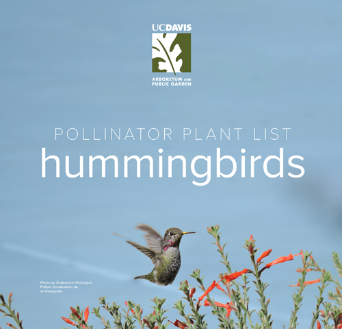 Hummingbird flying near fuchsia plant with the text 