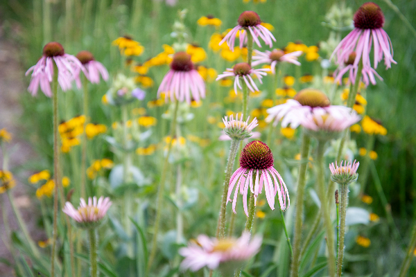 Pictures of flowers for pollination.