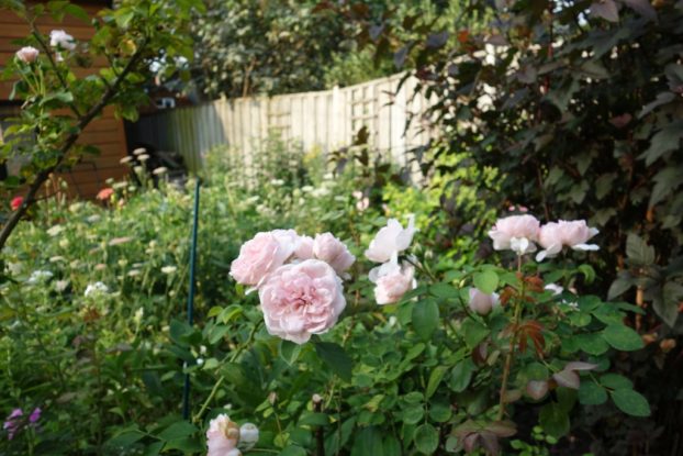 small farming, gardening, micro farming, sustainable agriculture - Flower Arranging & Design