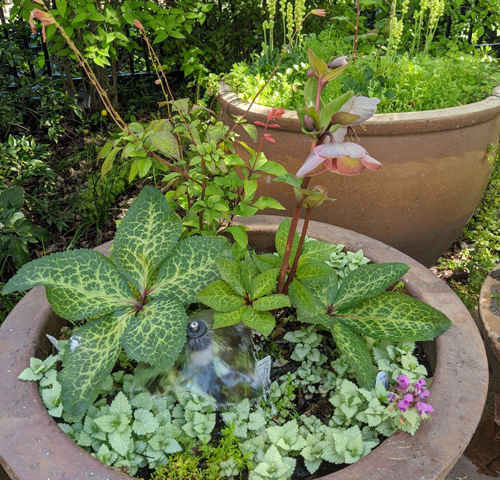 Lush green potted plants.