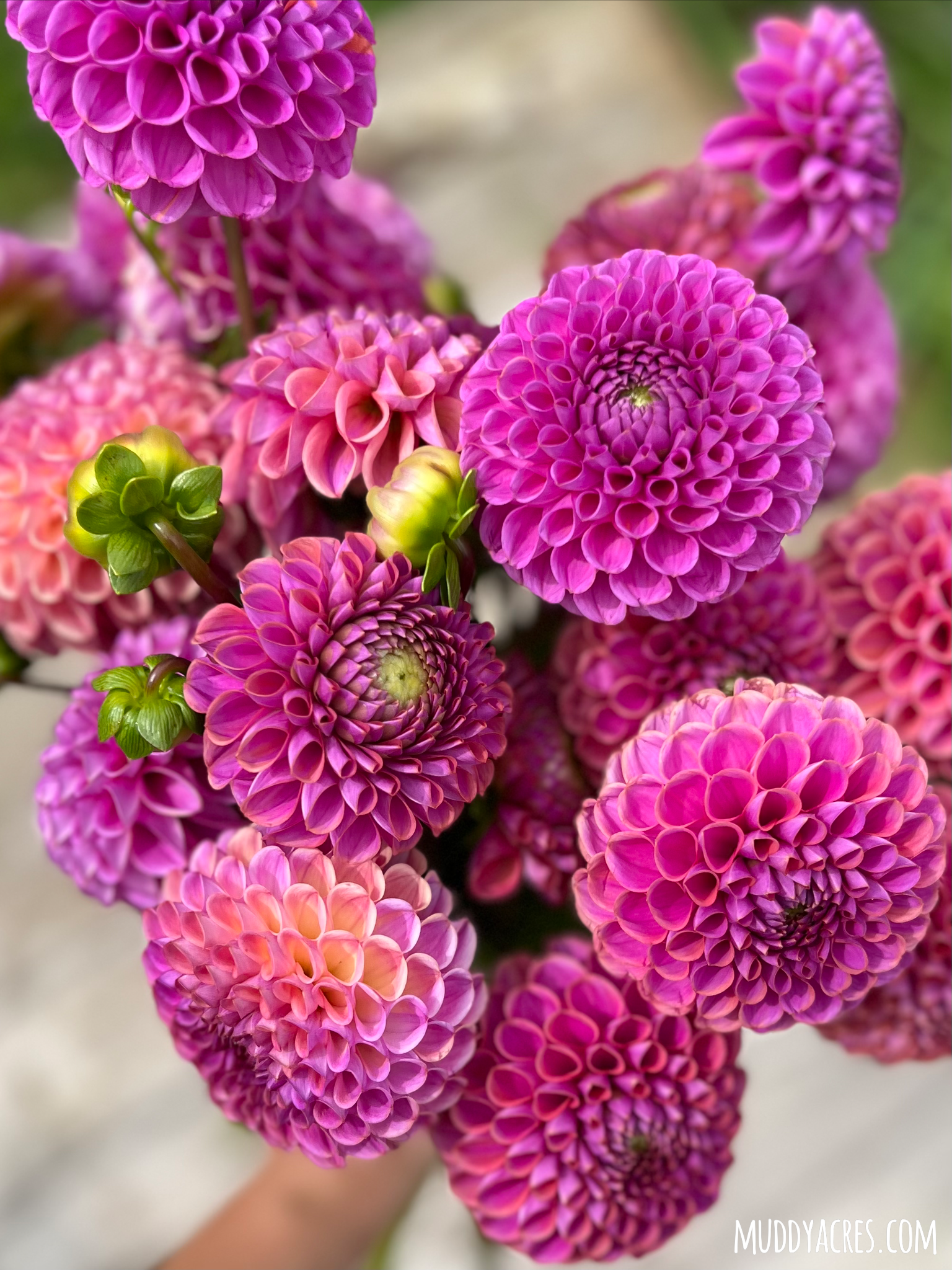 flower farming, business insights, market strategies, profitability, flower sales - Flower Farm Business Insights