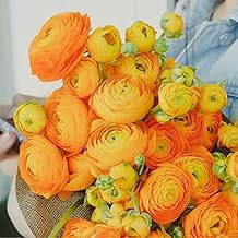 Ranunculus Flower Bulbs for Growing - Perennial Flowers with Extended Bloom Times - Ranunculus Corms