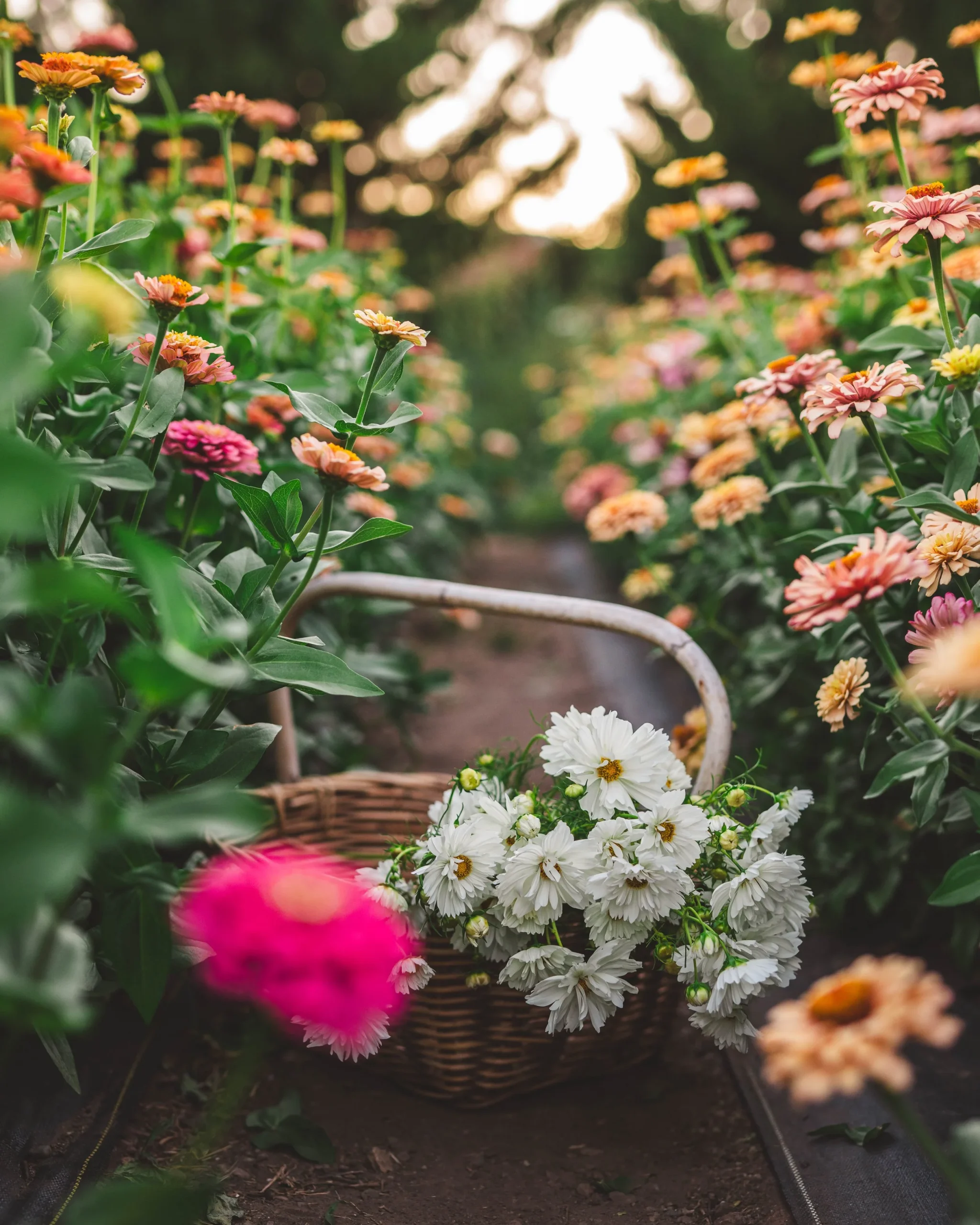small farming, gardening, micro farming, sustainable agriculture - Flowers and Butterflies