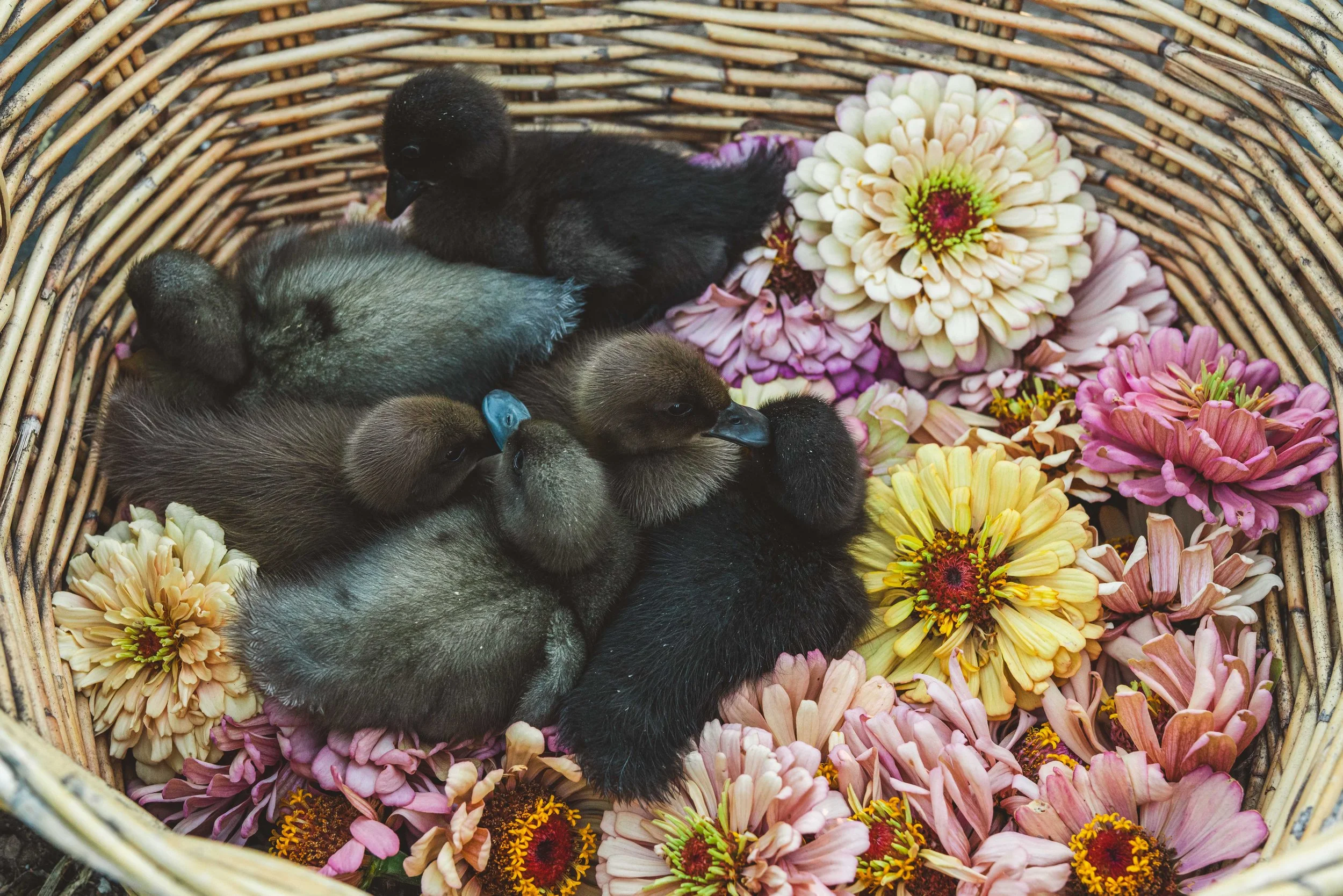 flower farming, business insights, market strategies, profitability, flower sales - Flower Farm Business Insights