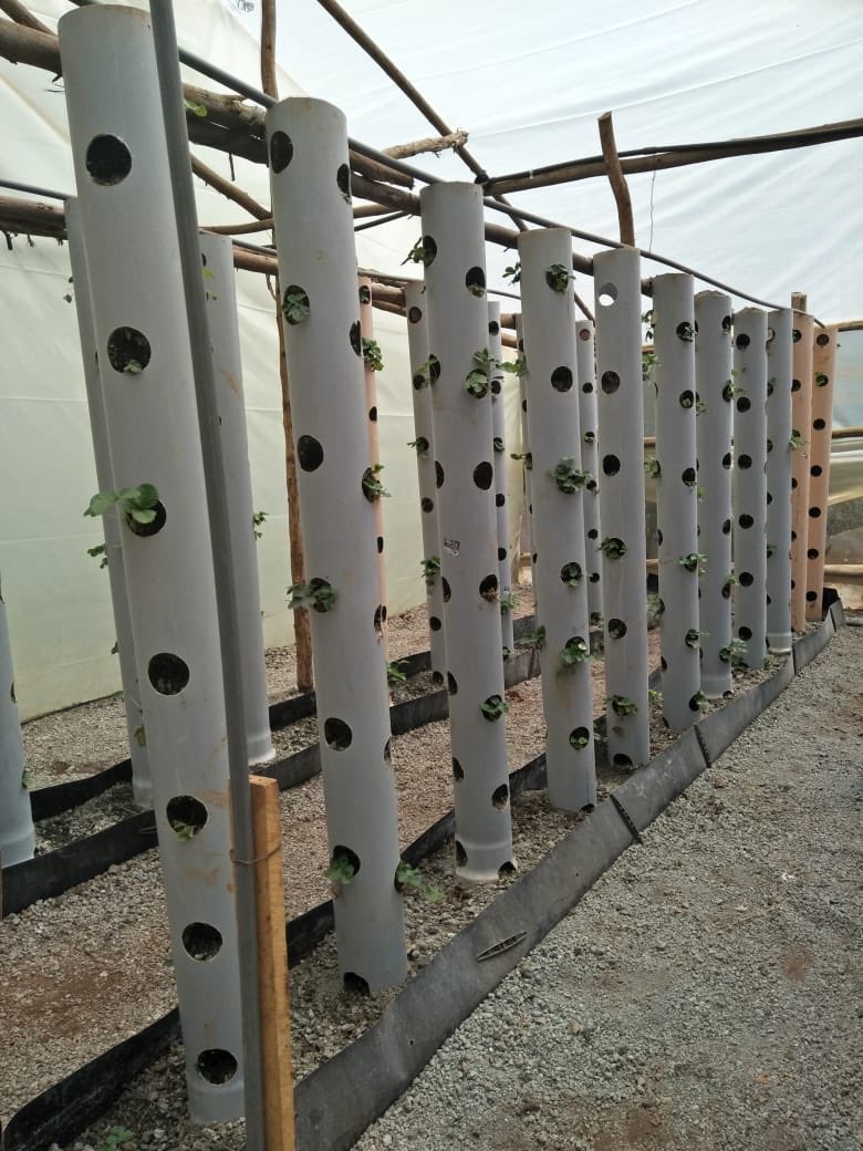 Hydroponics-1-Jan-11-2022-02-25-43-96-PM