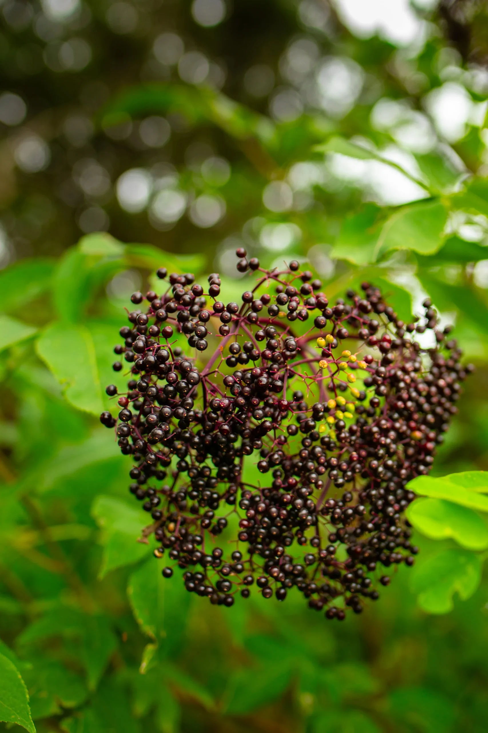 The Ultimate Cozy Guide to Foraging for Elderberries