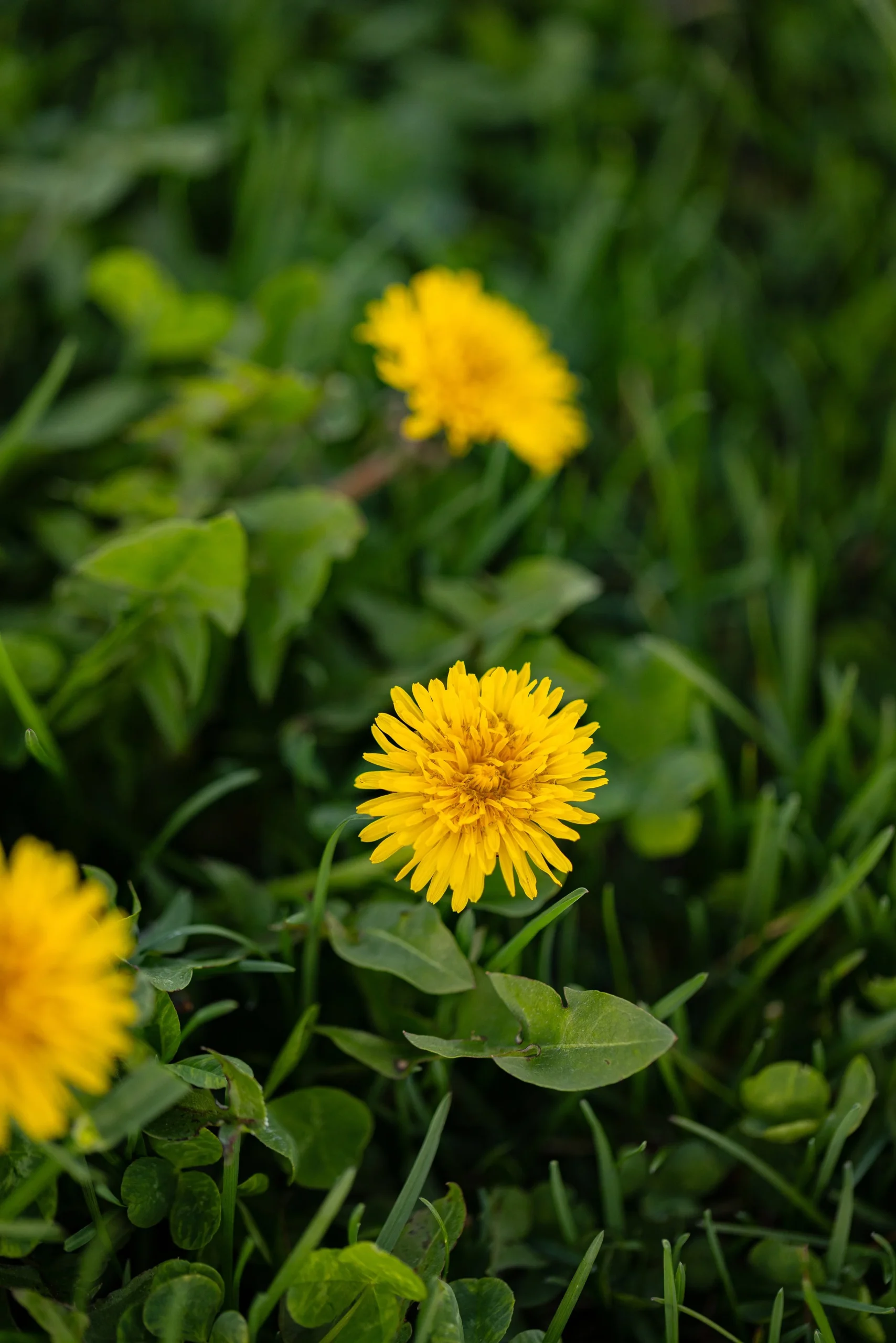 The Ultimate Guide to Foraging Dandelions: How to Harvest Flowers, Greens, and Roots