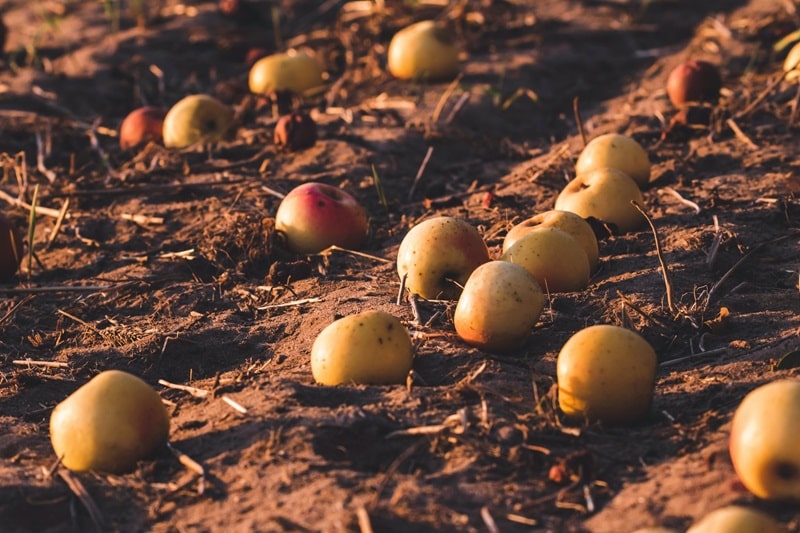 eco friendly farming