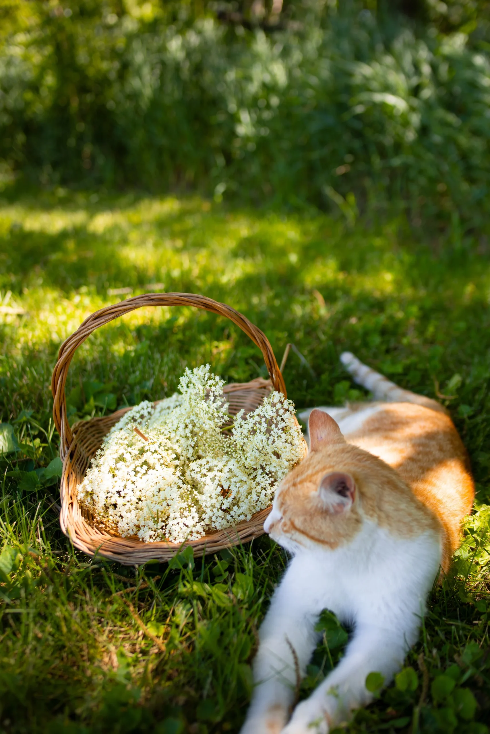 The Ultimate Cozy Guide to Foraging for Elderflowers