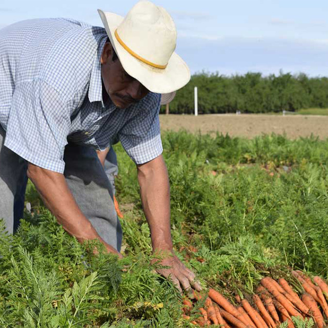 A man in a fedora hat touching carrots on the ground.