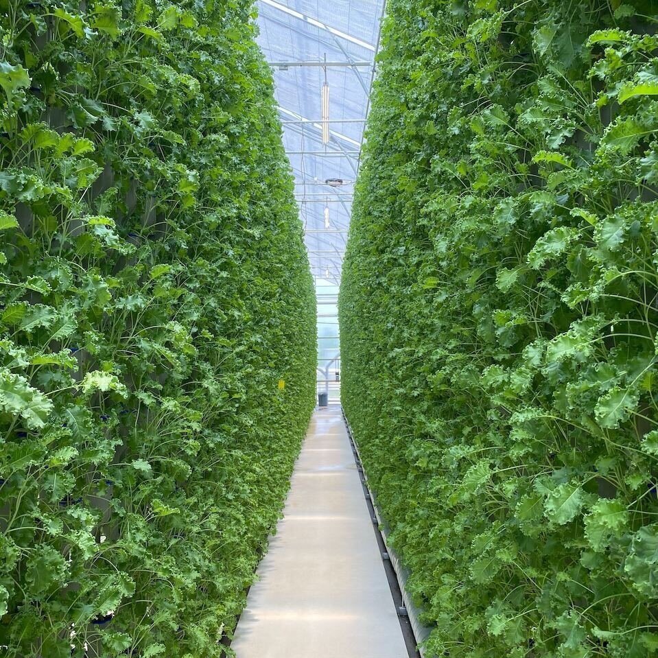 vertical farming, space optimization, hydroponics, aquaponics, indoor farming - Vertical Farming Ideas
