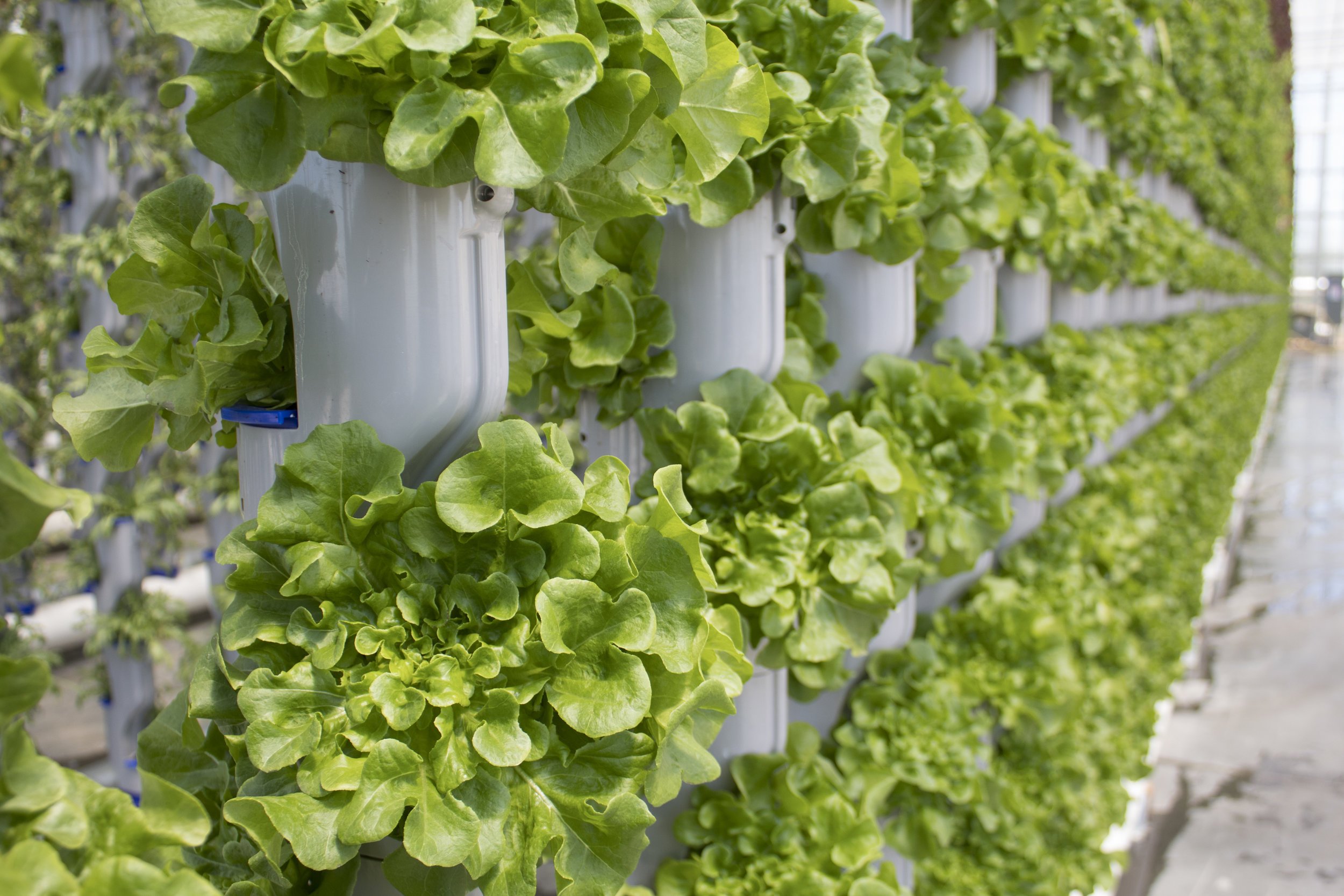 vertical farming, space optimization, hydroponics, aquaponics, indoor farming - Vertical Farming Ideas