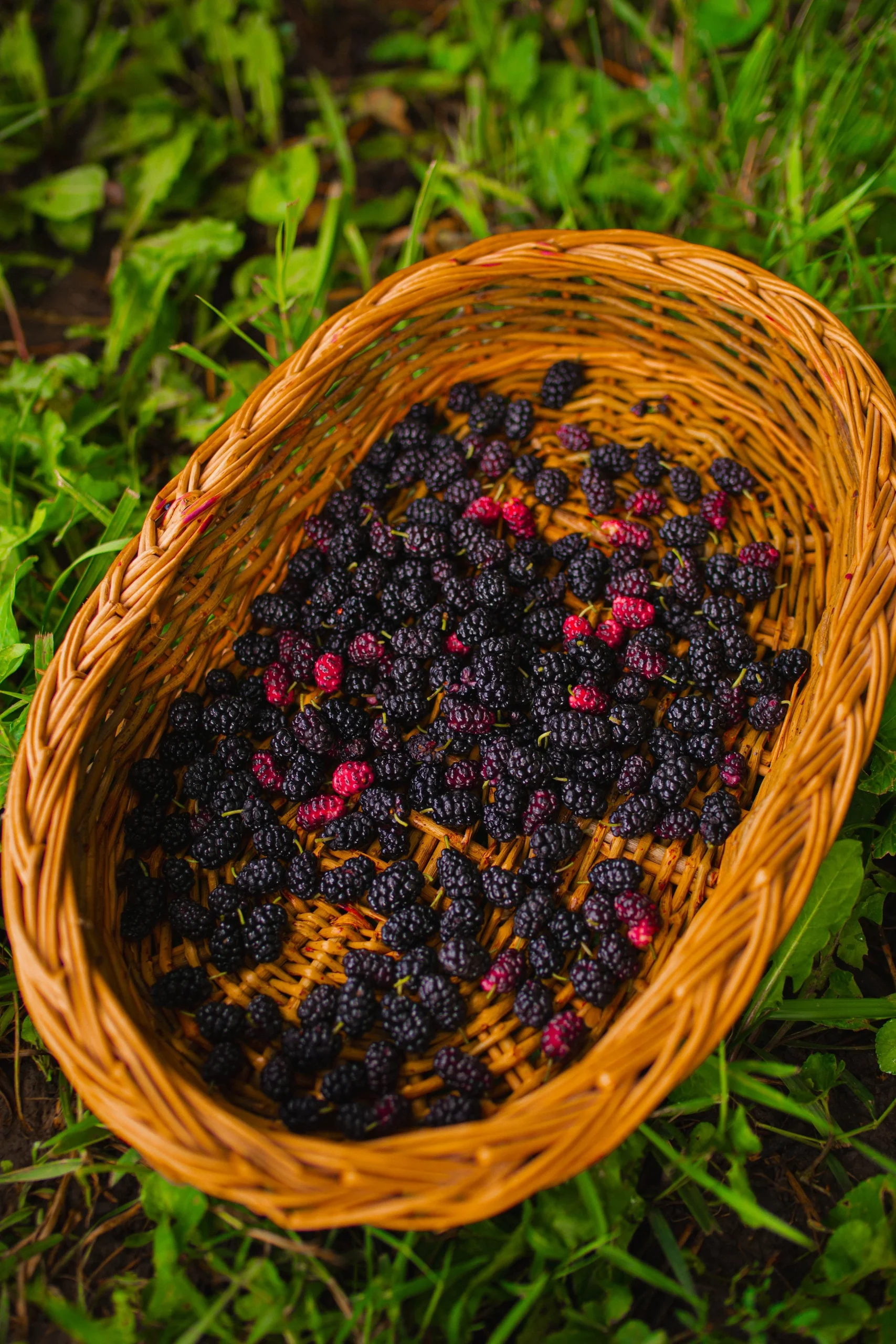 The Ultimate Cozy Guide to Foraging for Mulberries