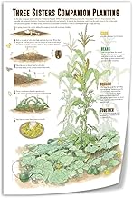 THREE SISTERS COMPANION PLANTING Chart PosterWall Art Canvas Printing Living Room Office Bedroom Aes