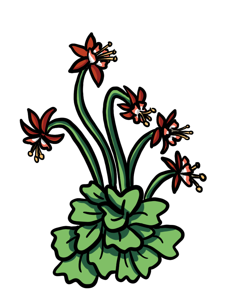 Native red columbine flower