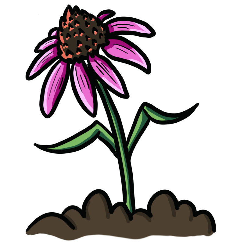 Coneflower bends toward the sun