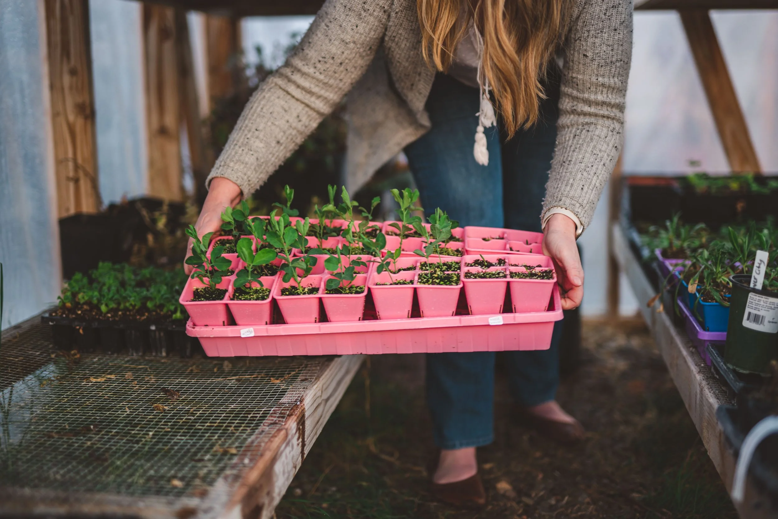 flower farming tips, cultivation techniques, soil preparation, pest management, crop selection - Flower Farming Tips