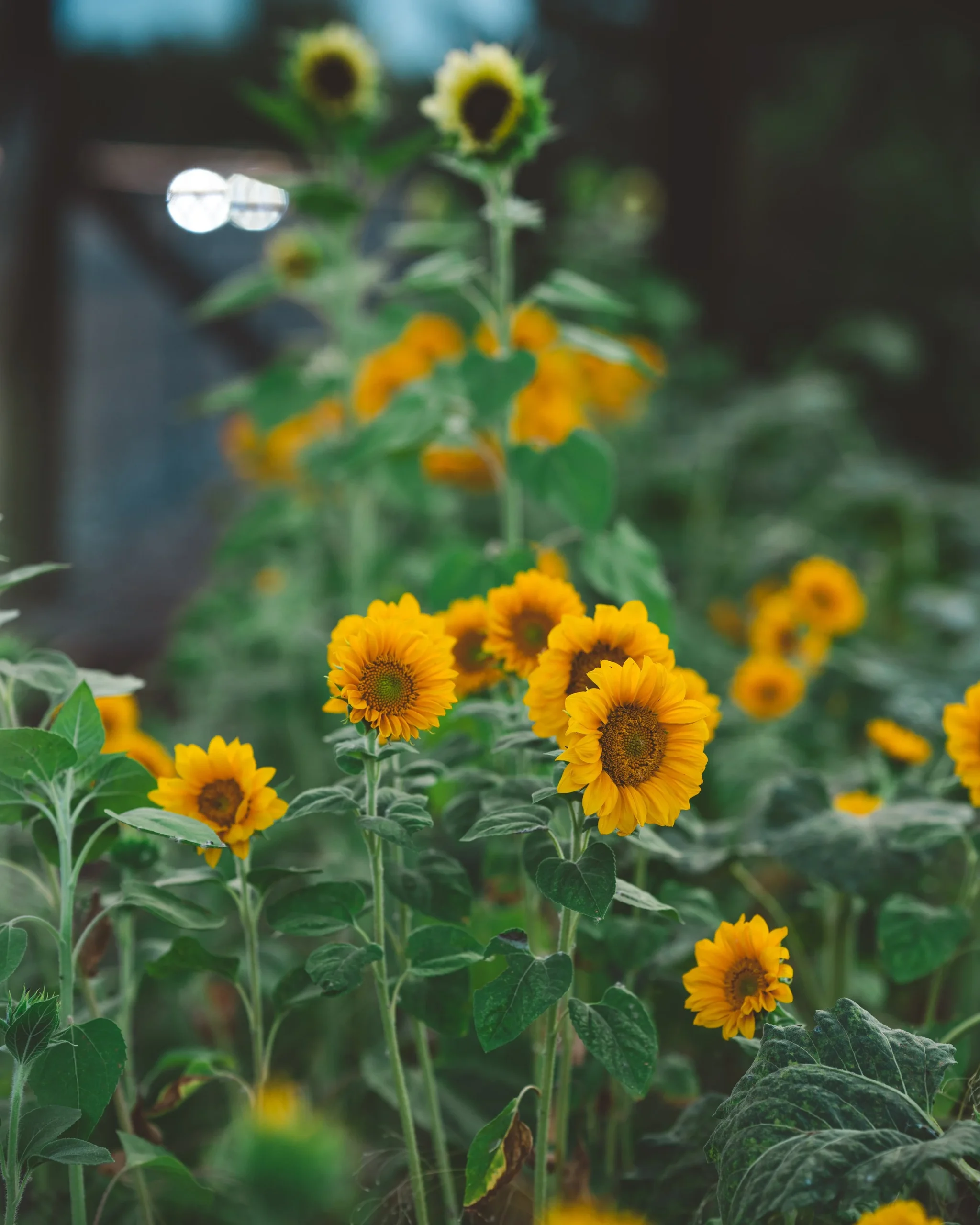 small farming, gardening, micro farming, sustainable agriculture - Flowers and Butterflies