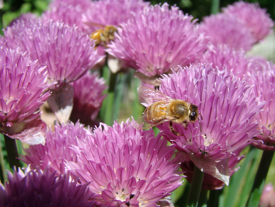 Bees on a pink plants.