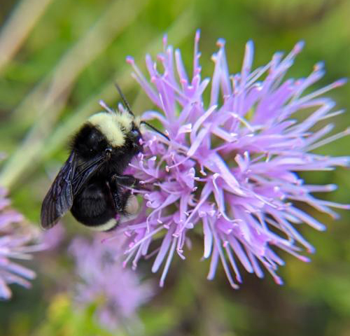bee on a flower.