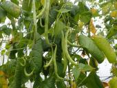 green-beans-1891801_1920_quarter_width.jpg