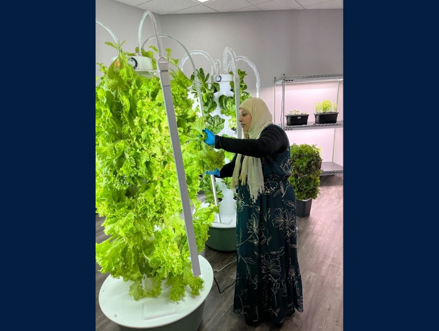 A woman harvesting vegetables from a vertical hydroponic garden.