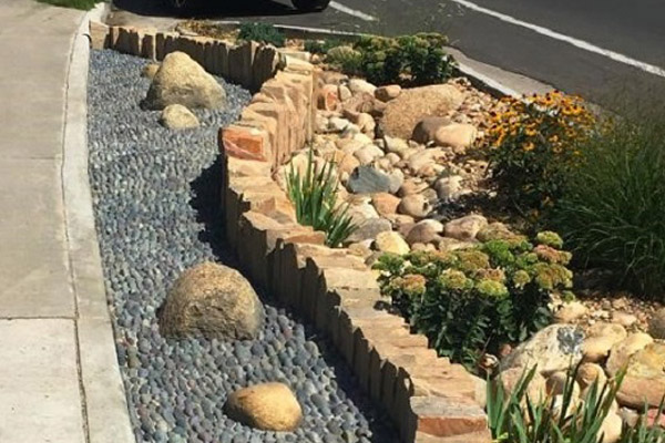 Picture of a rain garden