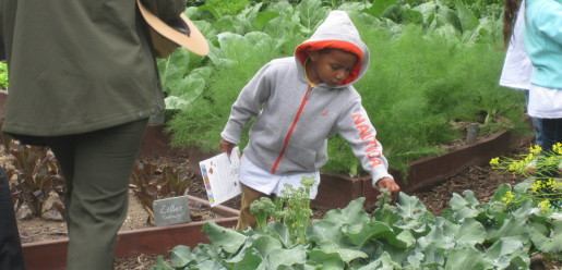 small farming, gardening, micro farming, sustainable agriculture - Butterfly Pollinator