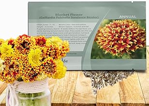 Outsidepride Gaillardia Pulchella Sundance Bicolor Blanket Seeds for Planting - 2000 Pcs Annual Flow