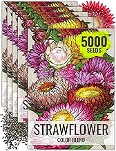 Seed Needs Strawflower Seeds for Planting - Heirloom & Open Pollinated Annual Flower Seed - Grow a C