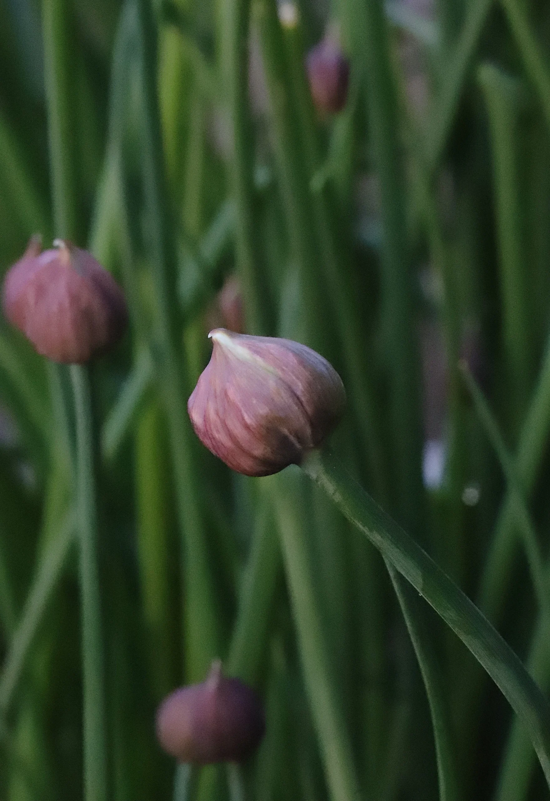 growing edible flowers, culinary flowers, cultivation tips, harvesting, recipes - How to Grow Edible Flowers